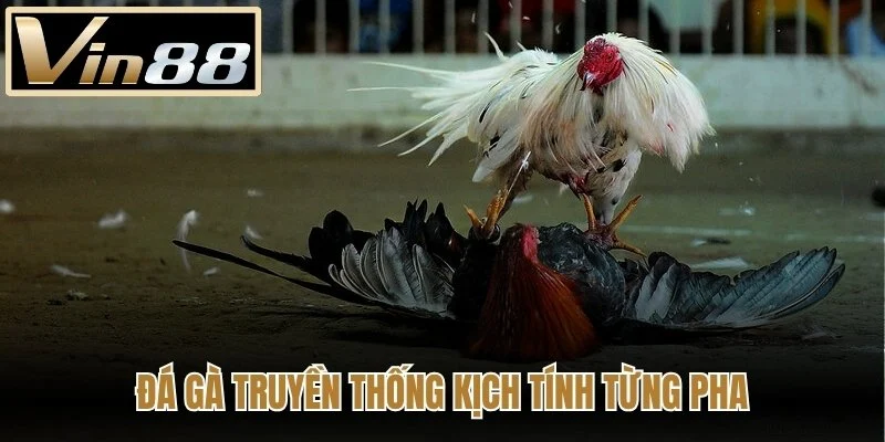 Đá gà truyền thống kịch tính từng pha